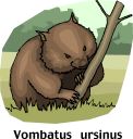 Wombat